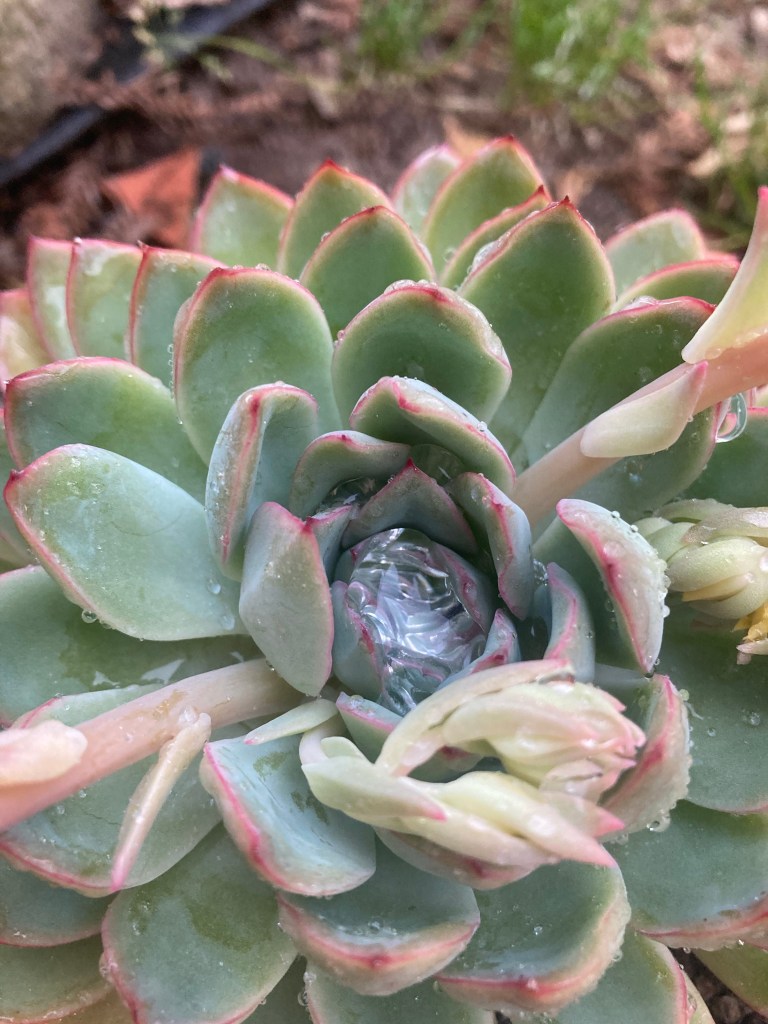 A green waxy succulent with reddish pink tips and several flower stalks; there is a bead of water in the center rosette
