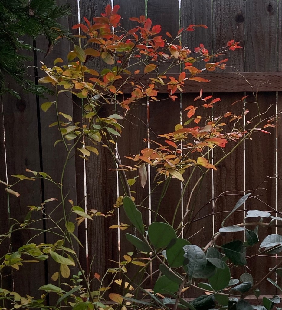 red, gold, yellow leaves on a blueberry bush