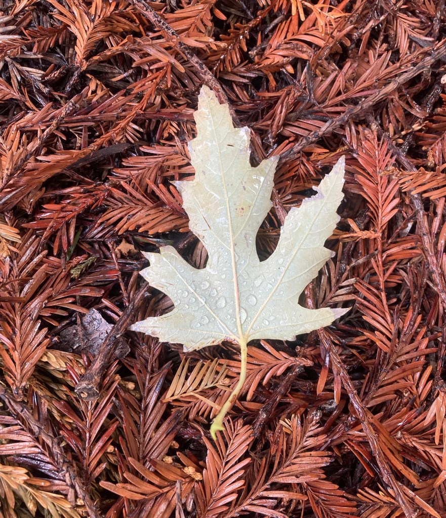 a wet leaf on a pile of redwood needles