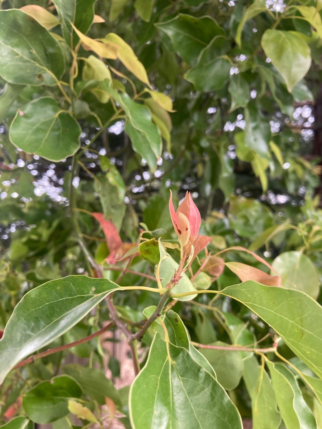 Day 8: enjambment (an&nbsp;attempt)