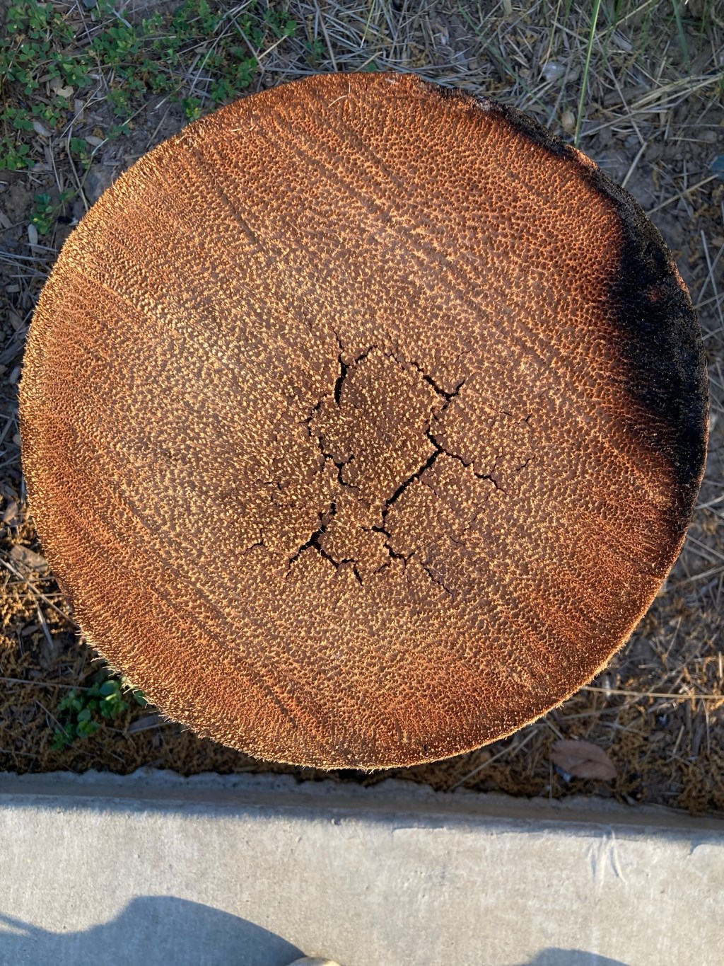 Day 16: black lemons on my&nbsp;tongue