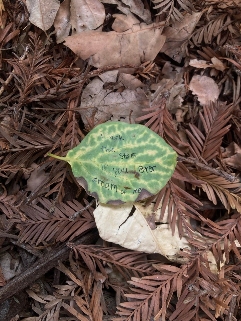 i ask the stars if you ever dream about me